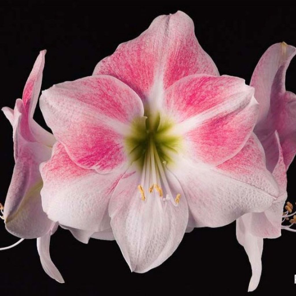 Amaryllis Rosy Star - Hippeastrum