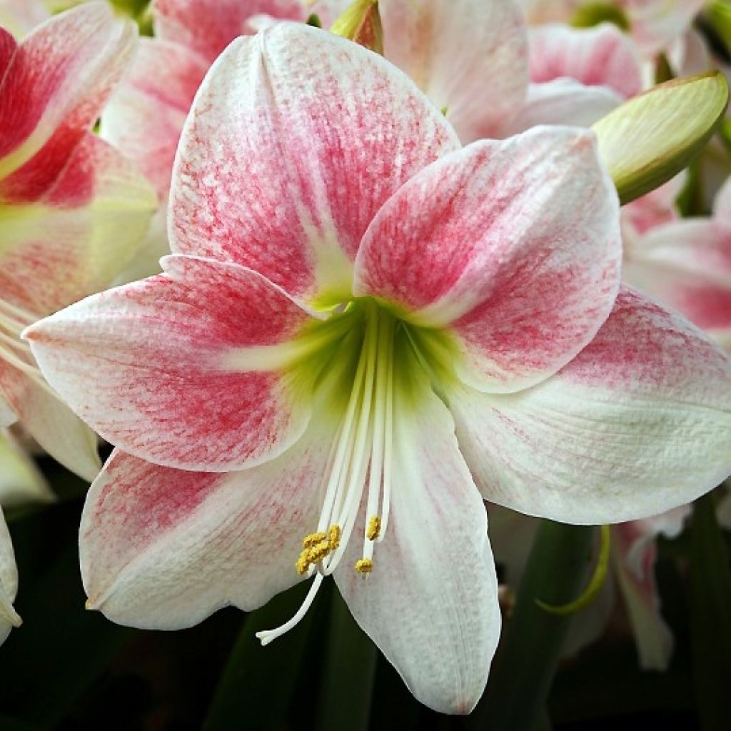 Amaryllis Rosy Star - Hippeastrum