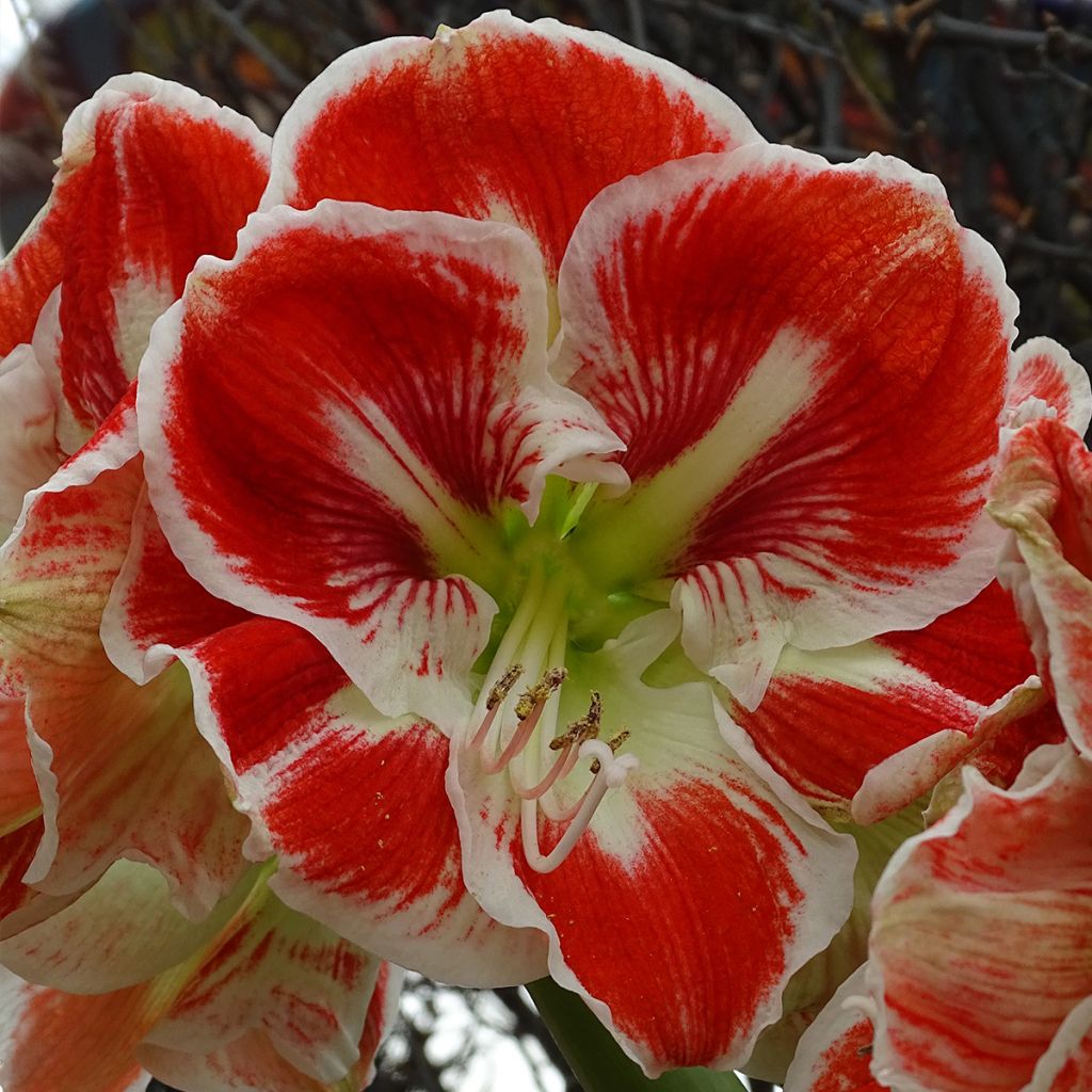 Amaryllis Samba