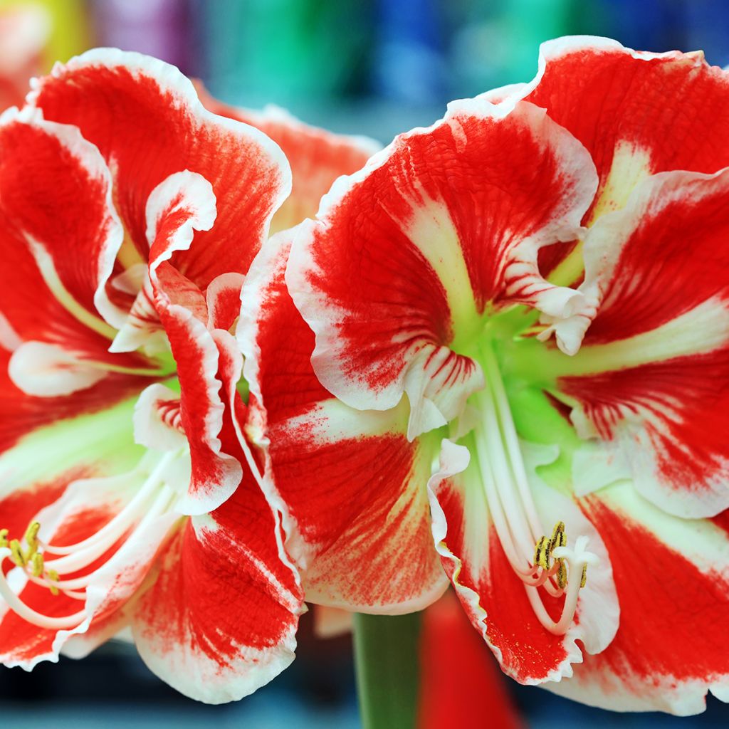 Amaryllis Samba