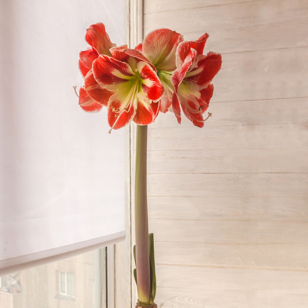 Amaryllis Samba