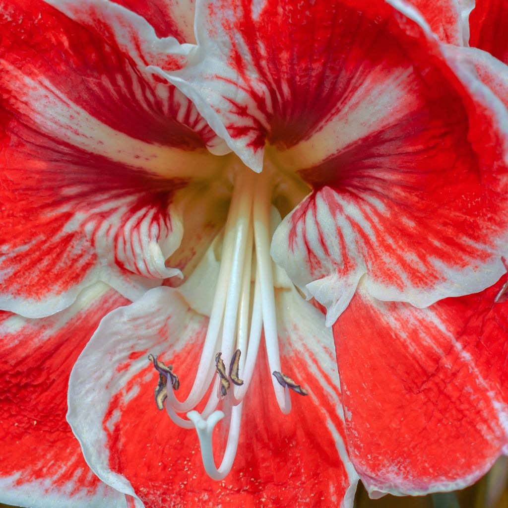 Amaryllis Samba