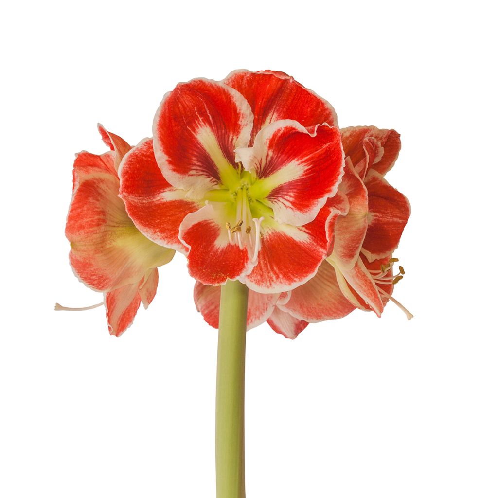 Amaryllis Samba