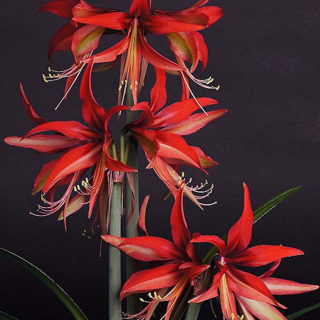 Amaryllis Sumatra -  Hippeastrum Cybister