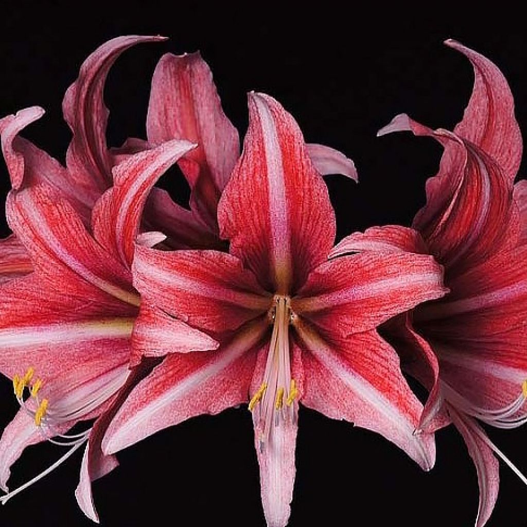 Amaryllis Sweet Lilian - Hippeastrum