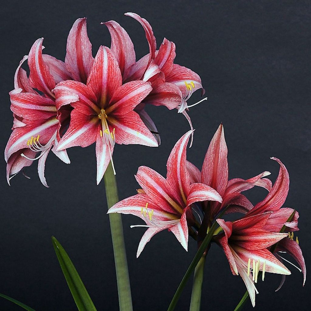 Amaryllis Sweet Lilian - Hippeastrum