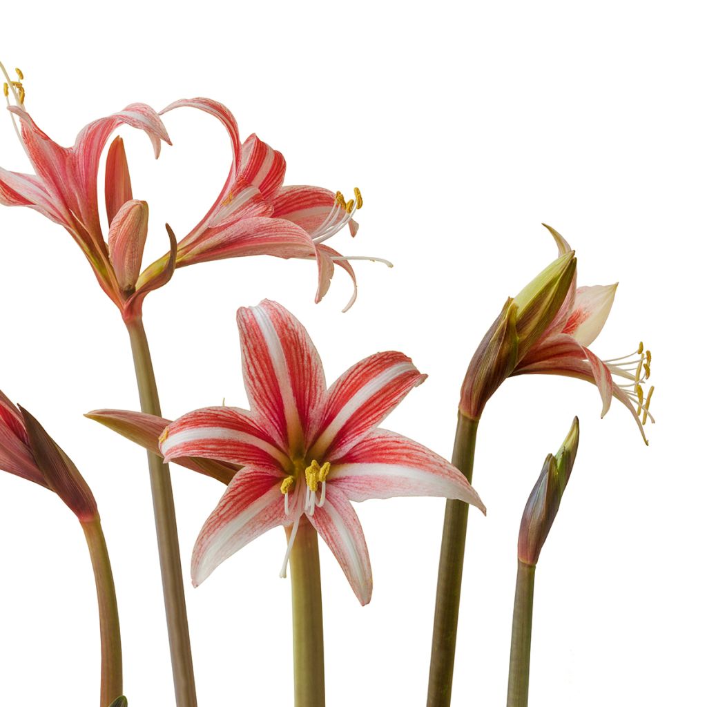 Amaryllis Sweet Lilian - Hippeastrum