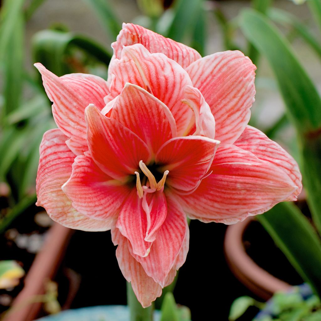 Amaryllis Sweet Nymph - Hippeastrum