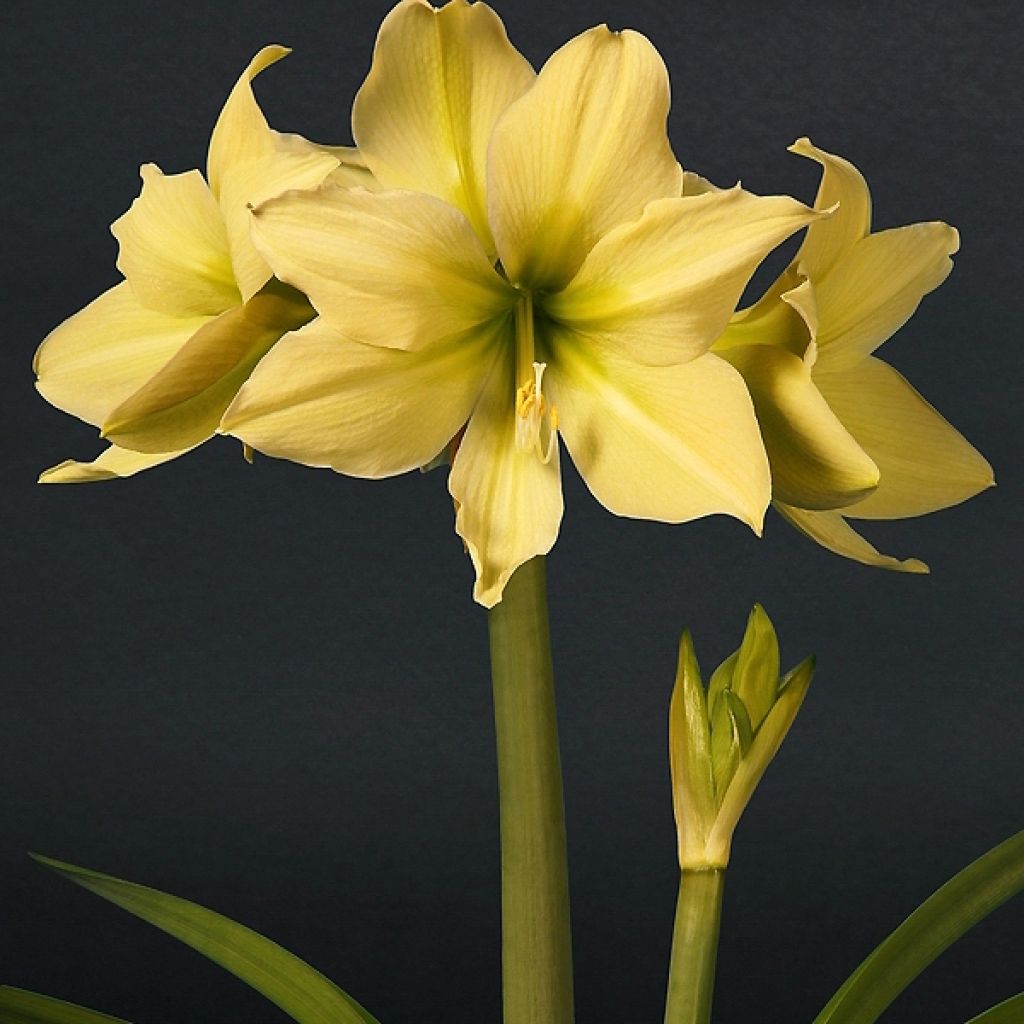 Amaryllis Yellow Star - Hippeastrum 