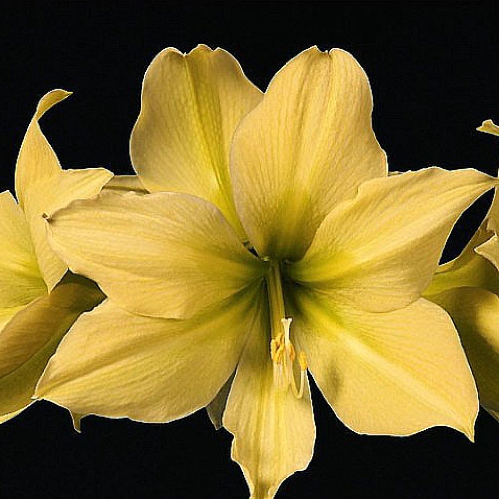 Amaryllis Yellow Star - Hippeastrum 