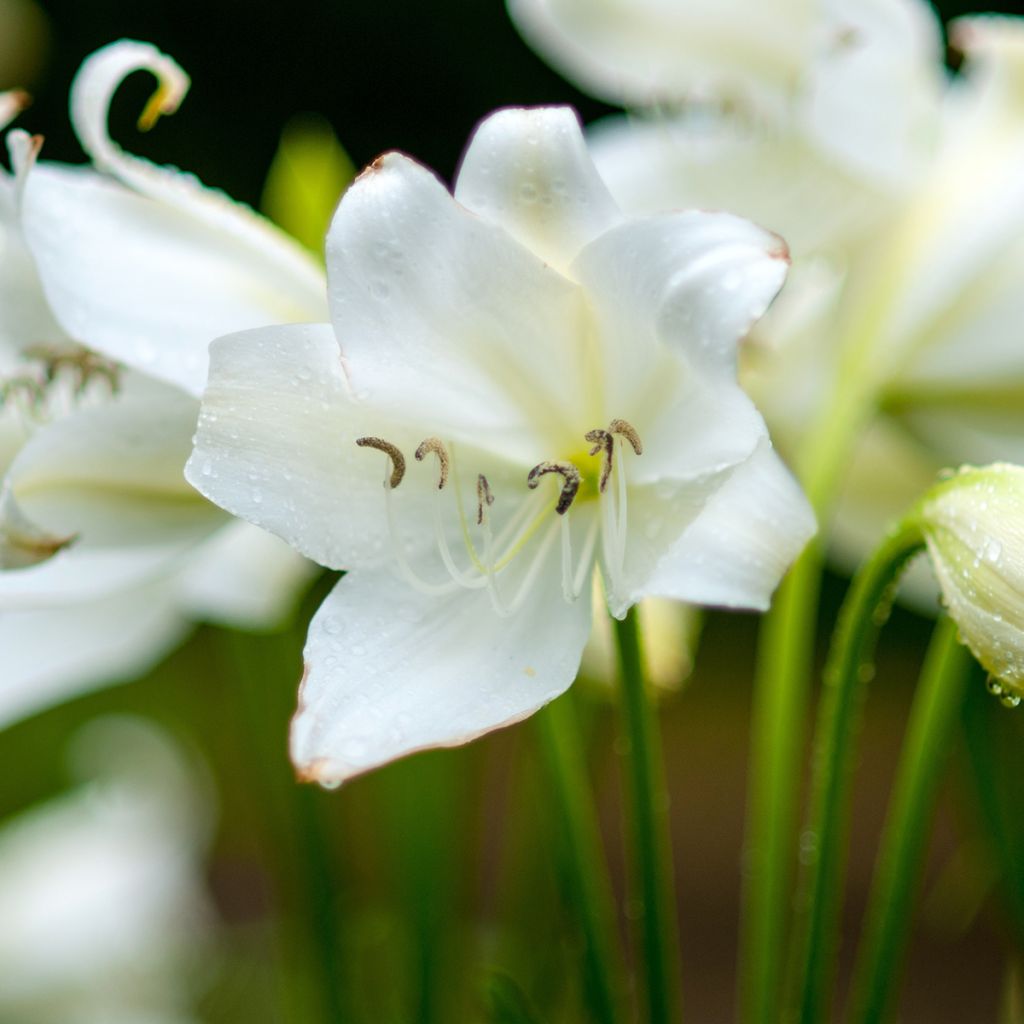 Amaryllis belladonna Alba