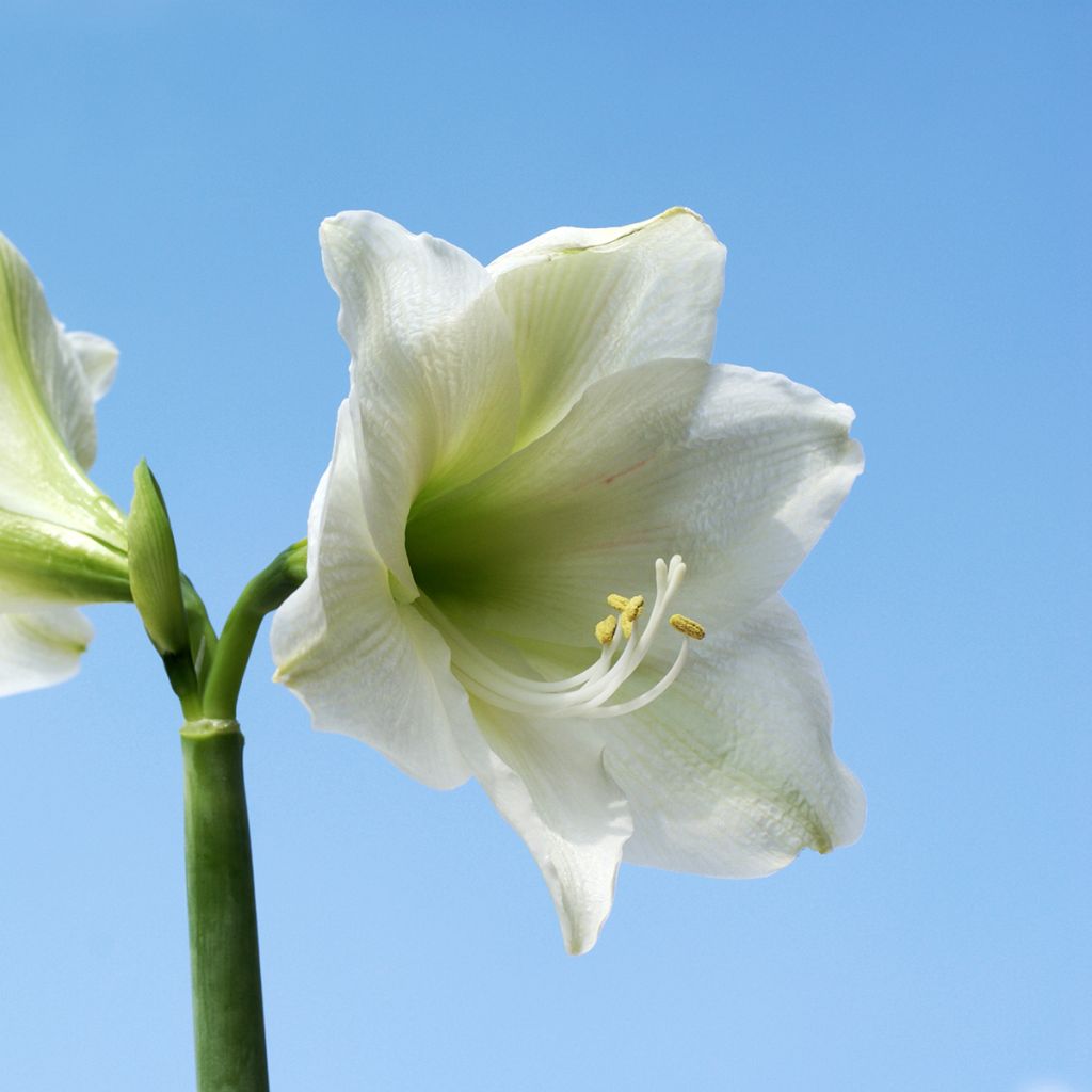 Amaryllis belladonna Ludwig Dazzler - Lis belladonne