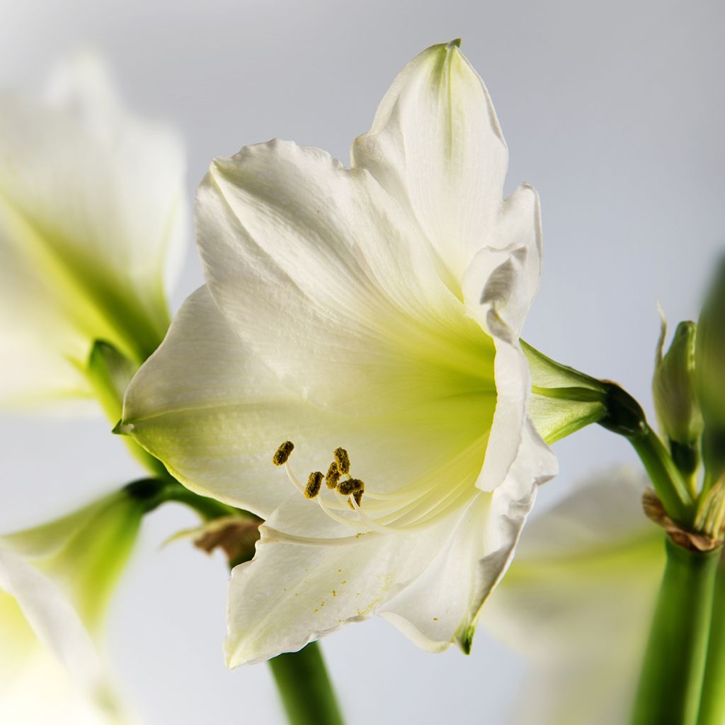 Amaryllis belladonna Ludwig Dazzler - Lis belladonne