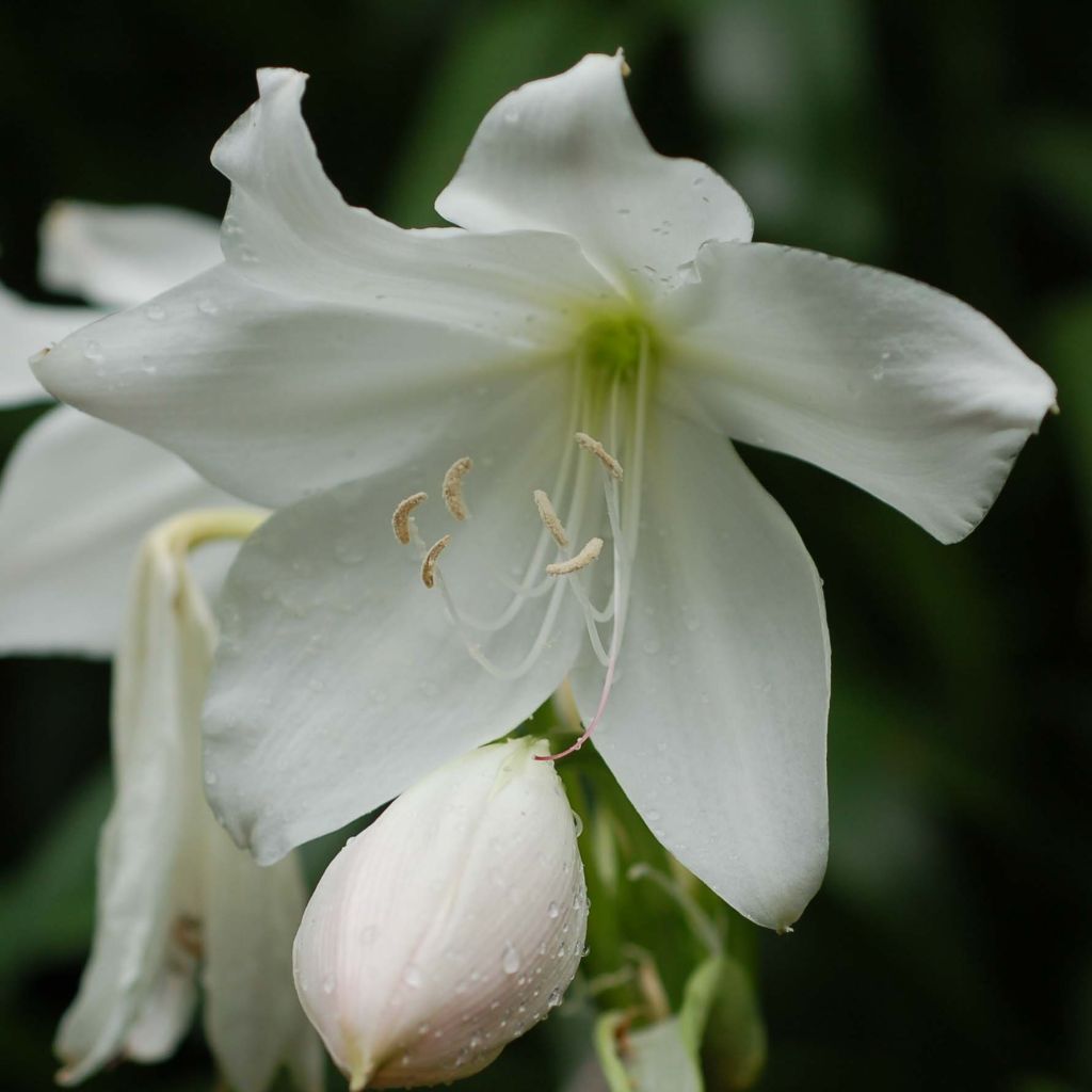 Amaryllis belladonna Alba en pot