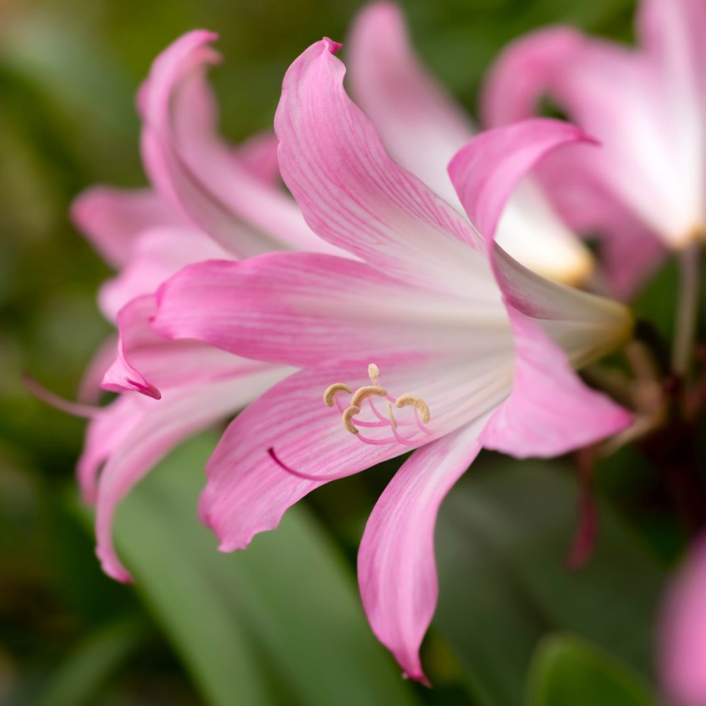 Amaryllis belladonna - Lis belladonne