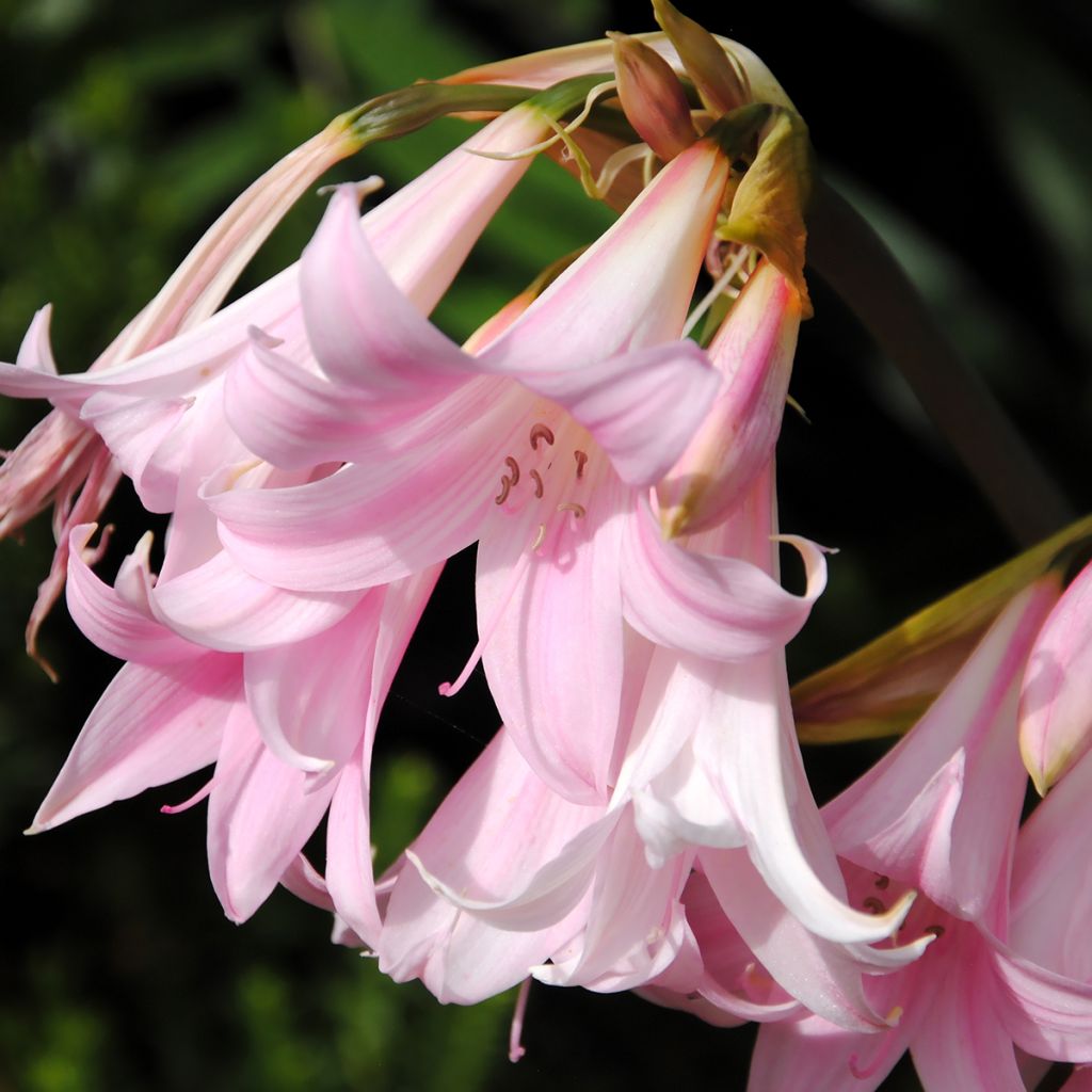 Amaryllis belladonna - Lis belladonne