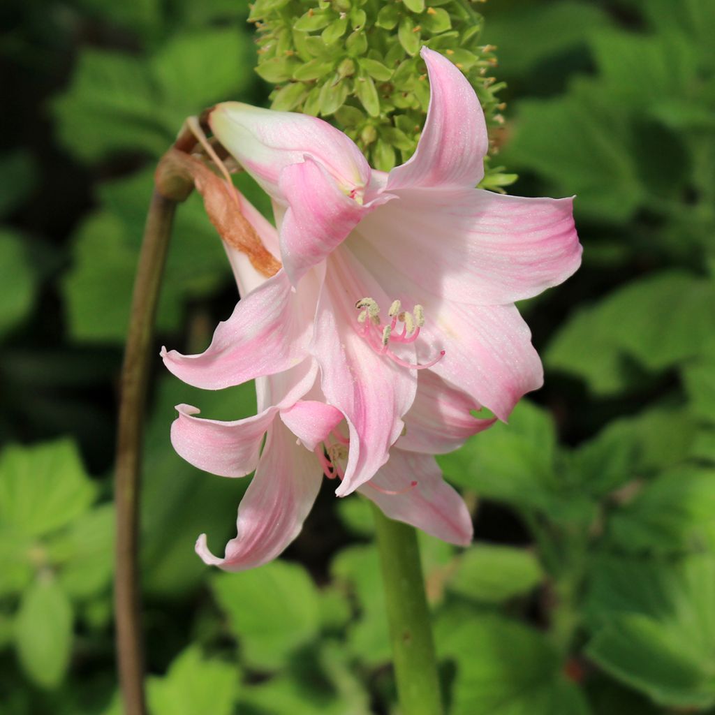 Amaryllis belladonna - Lis belladonne