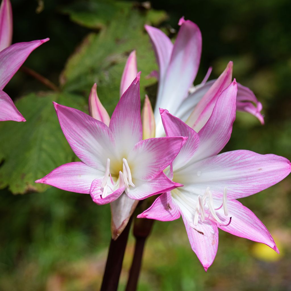 Amaryllis belladonna - Lis belladonne