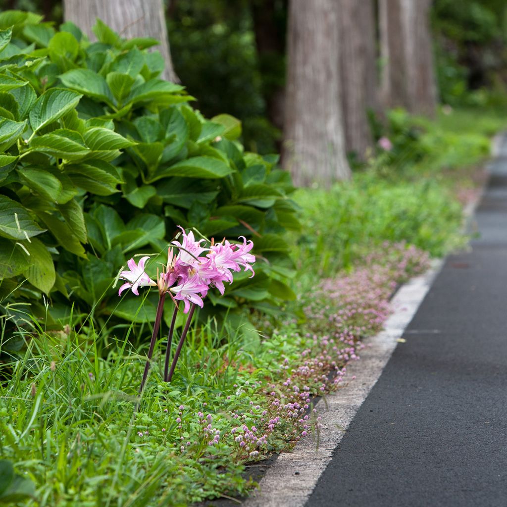 Amaryllis belladonna - Lis belladonne