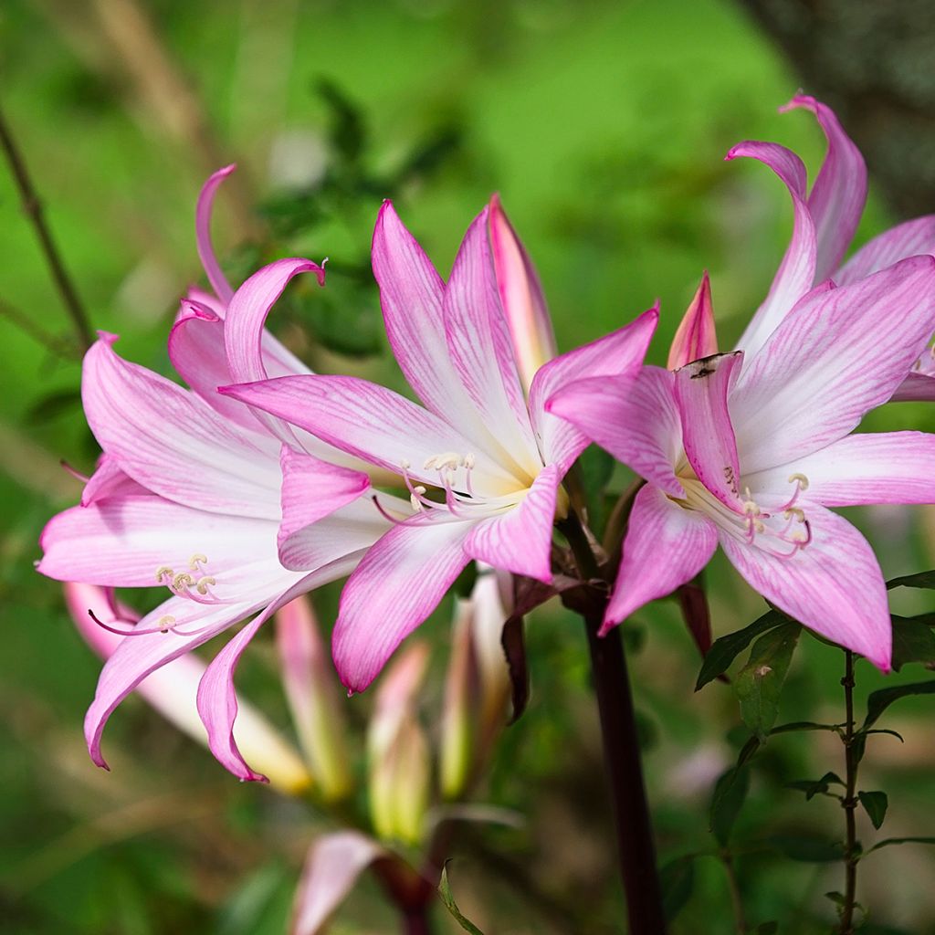 Amaryllis belladonna - Lis belladonne