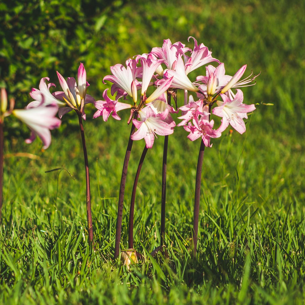 Amaryllis belladonna - Lis belladonne