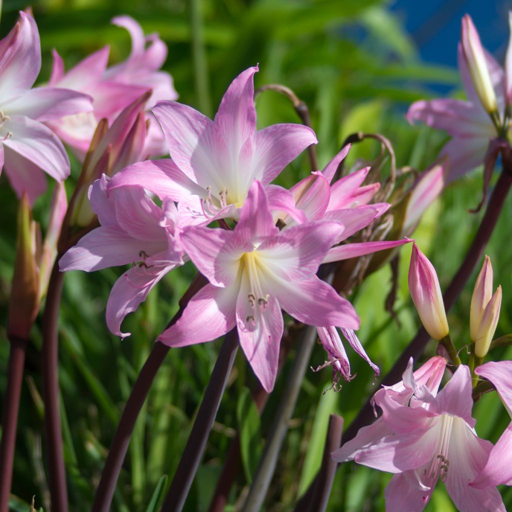 Amaryllis belladonna - Lis belladonne