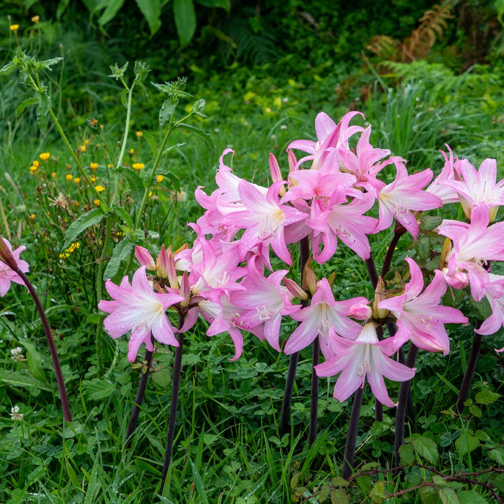 Amaryllis belladonna - Lis belladonne