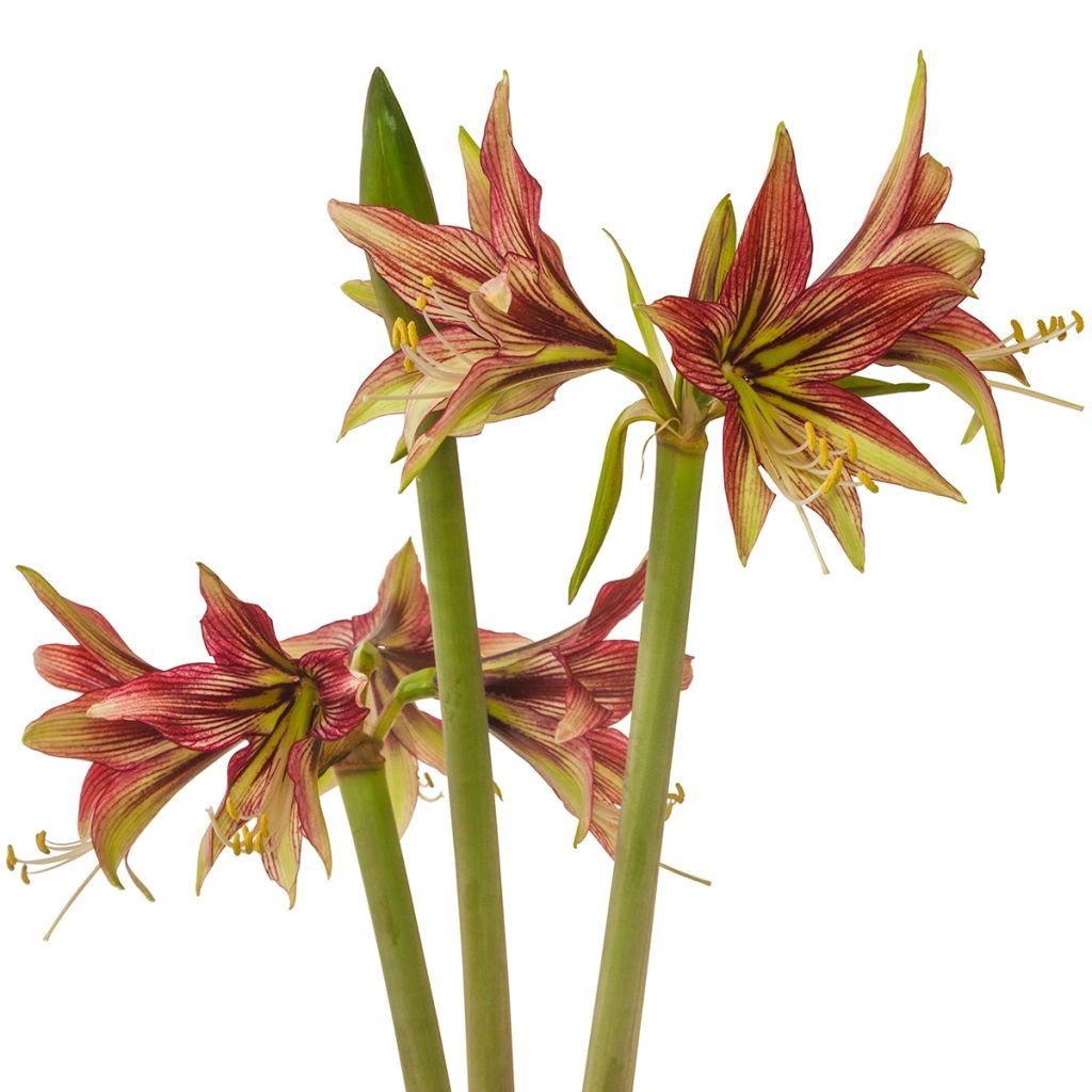 Amaryllis Cybister Mystica - Hippeastrum