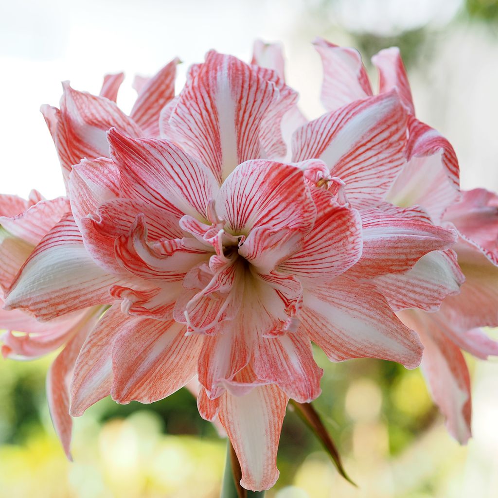 Amaryllis double Dancing Queen