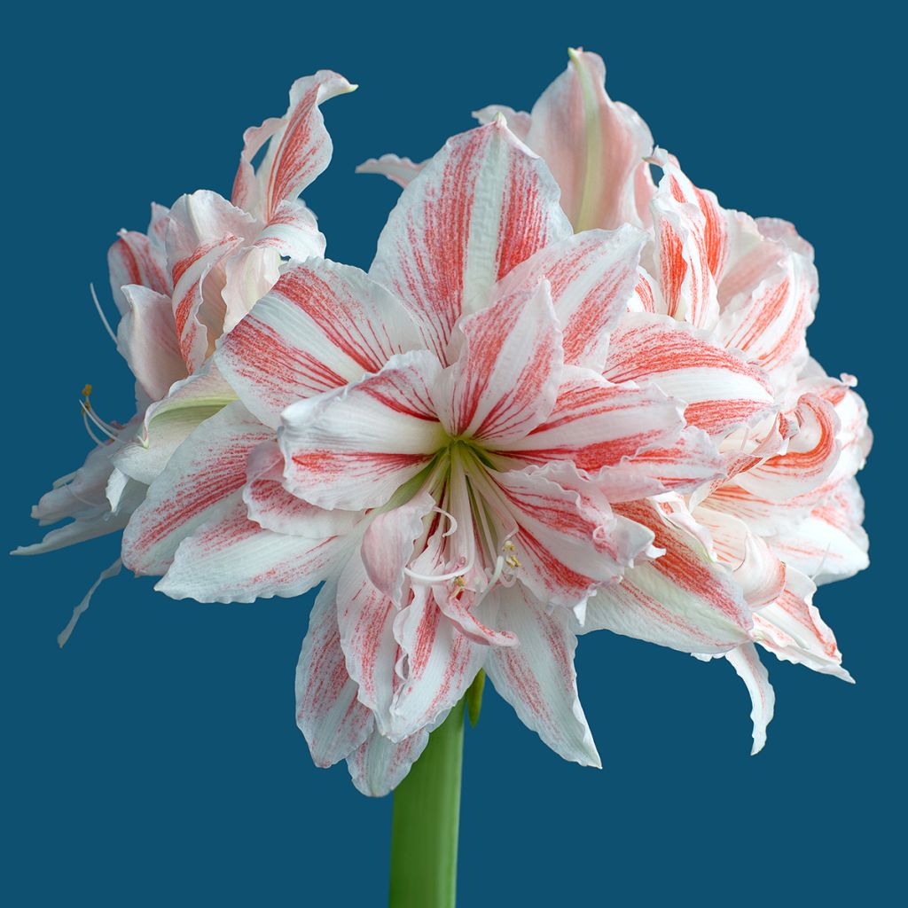 Amaryllis double Dancing Queen