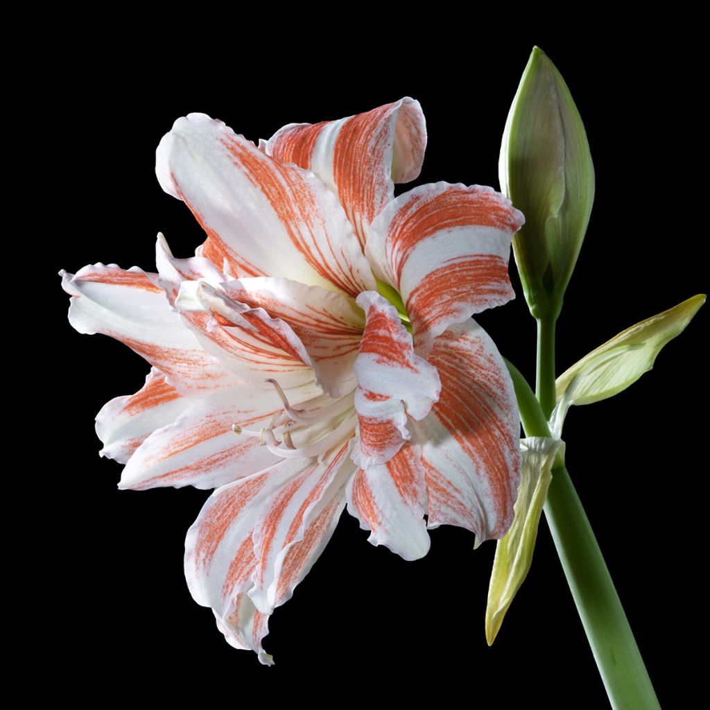 Amaryllis double Dancing Queen