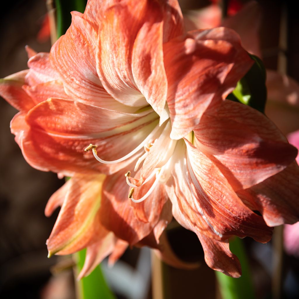 Amaryllis double Lady Jane