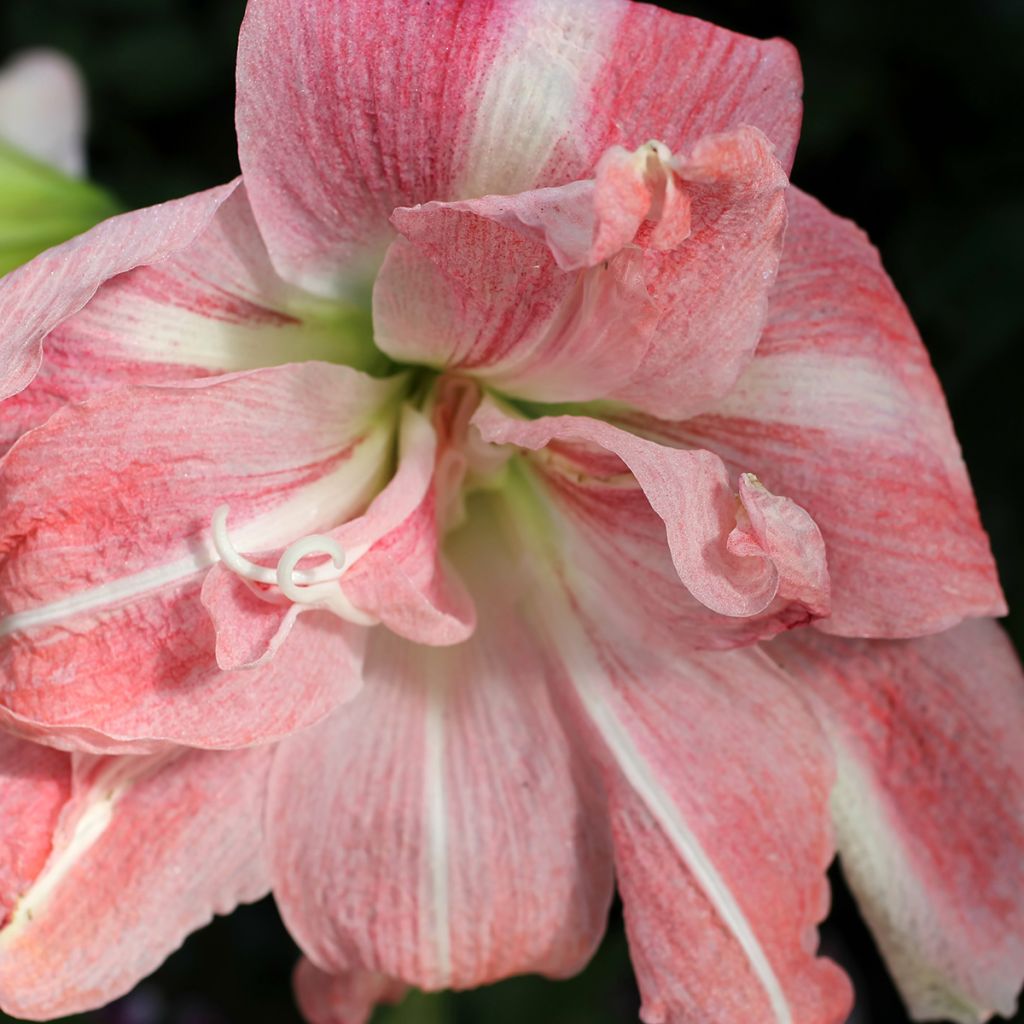 Amaryllis double Lady Jane