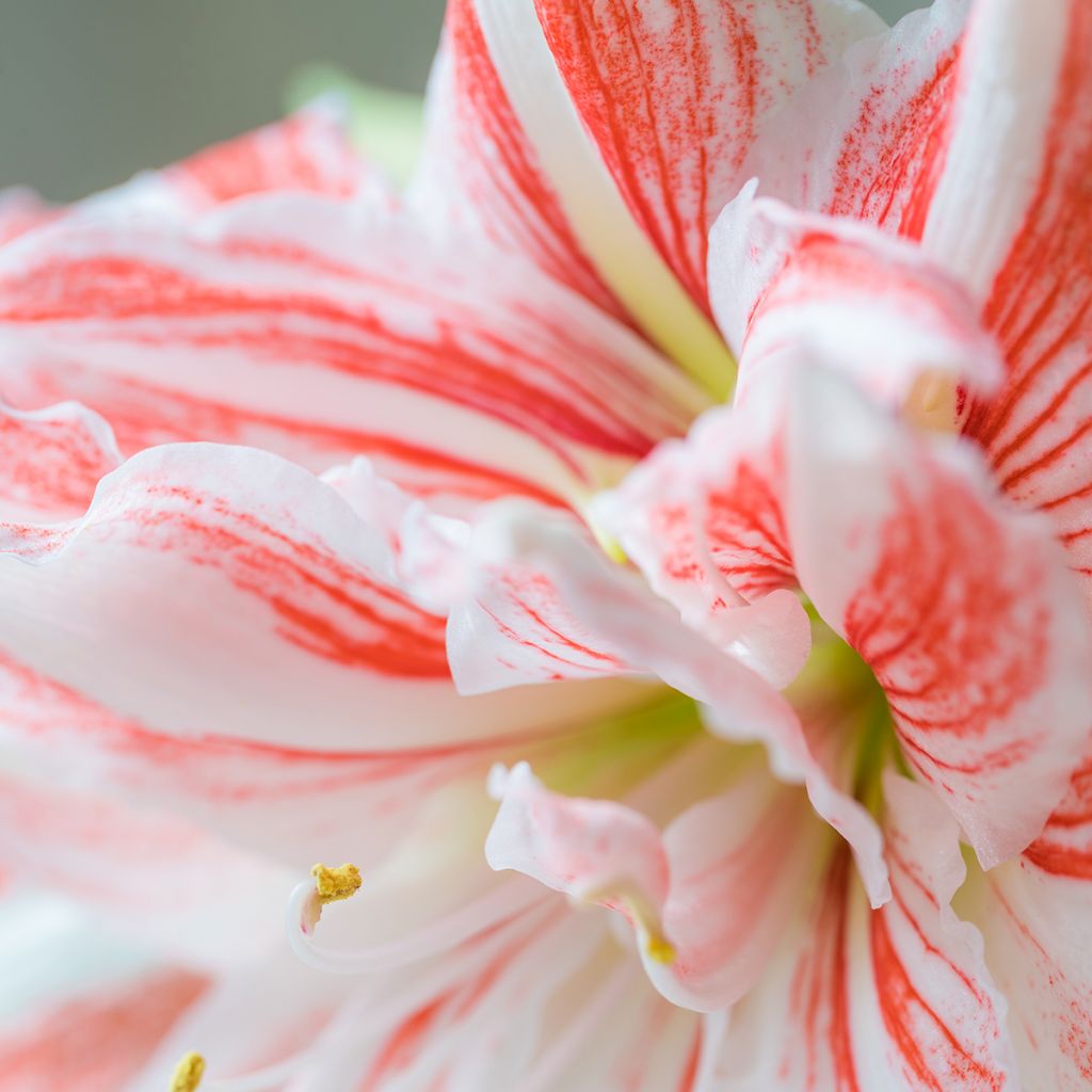 Amaryllis double Nymph