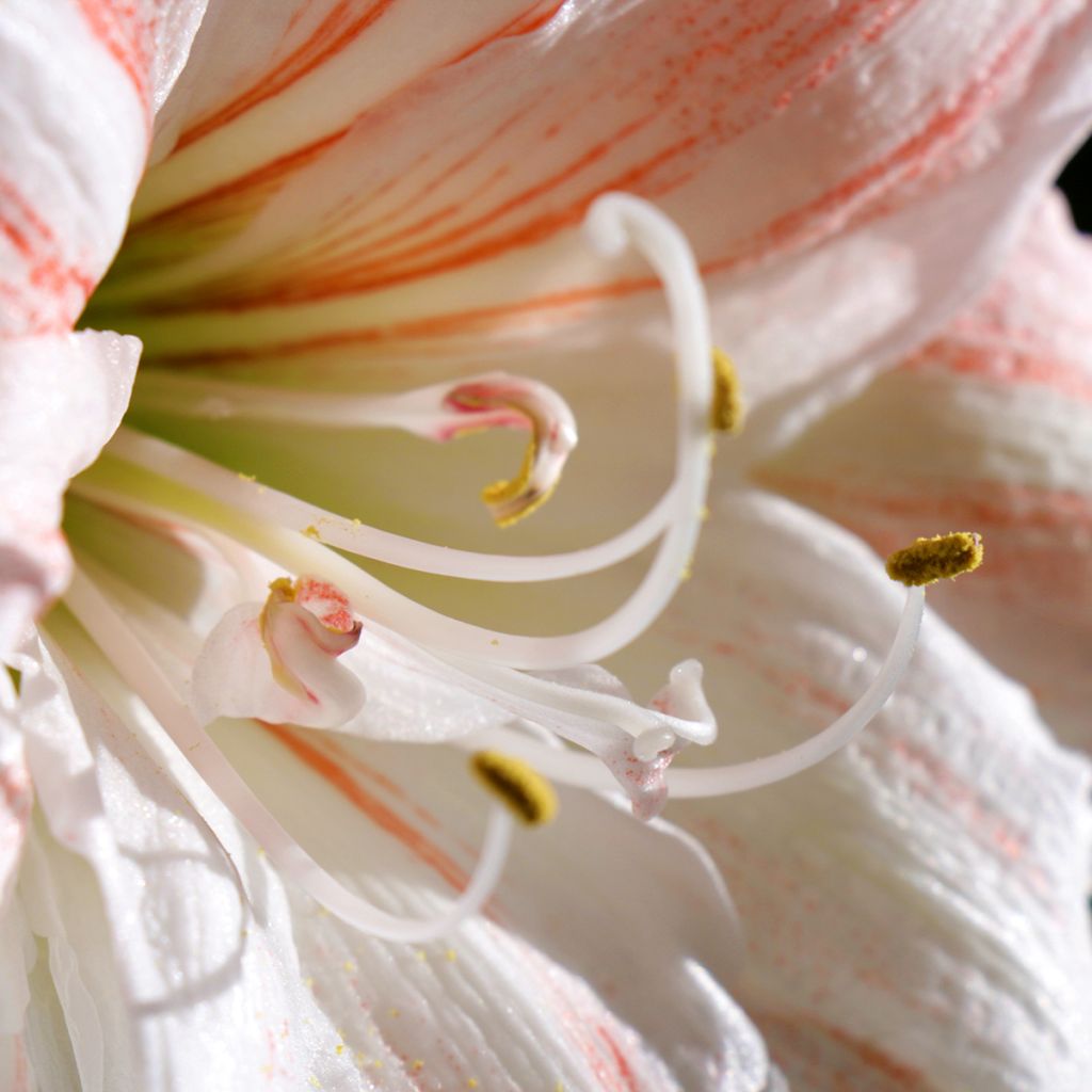 Amaryllis double Nymph