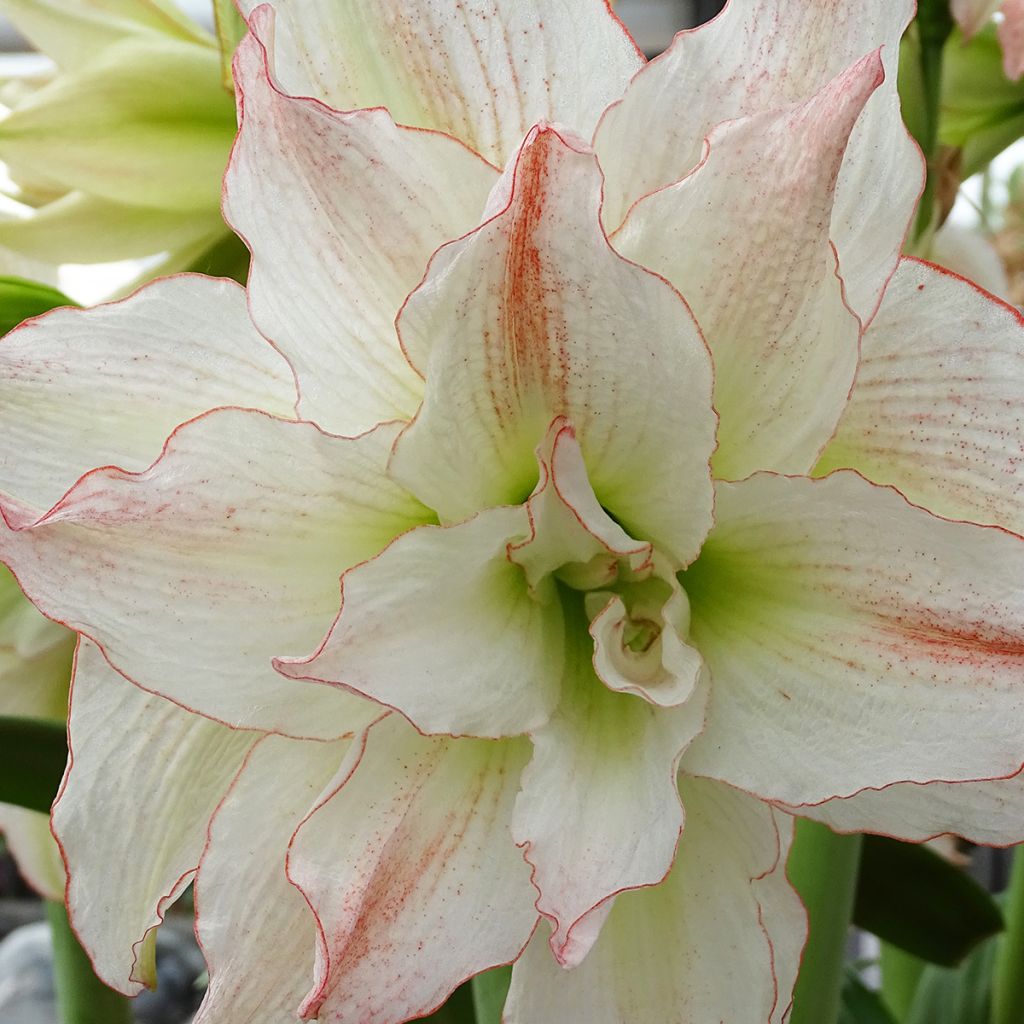 Amaryllis double Aphrodite