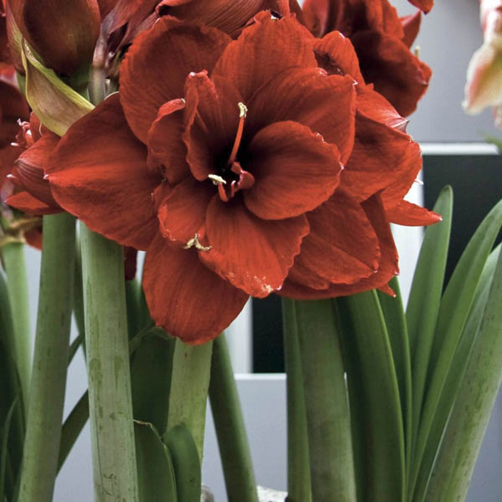 Amaryllis Double Dragon