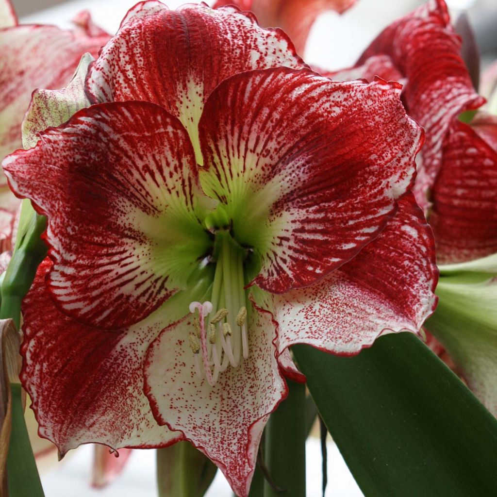 Amaryllis Flamenco Queen - Hippeastrum