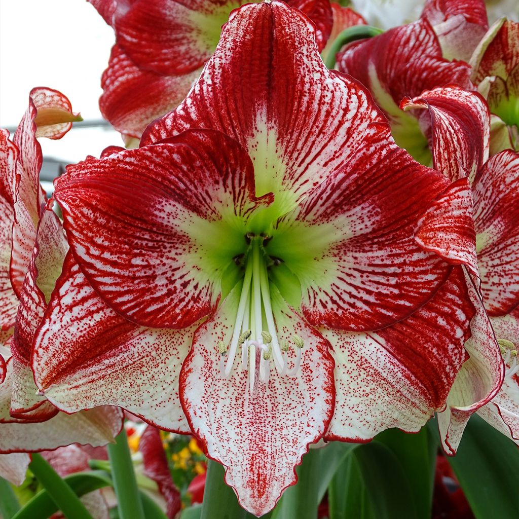 Amaryllis Flamenco Queen