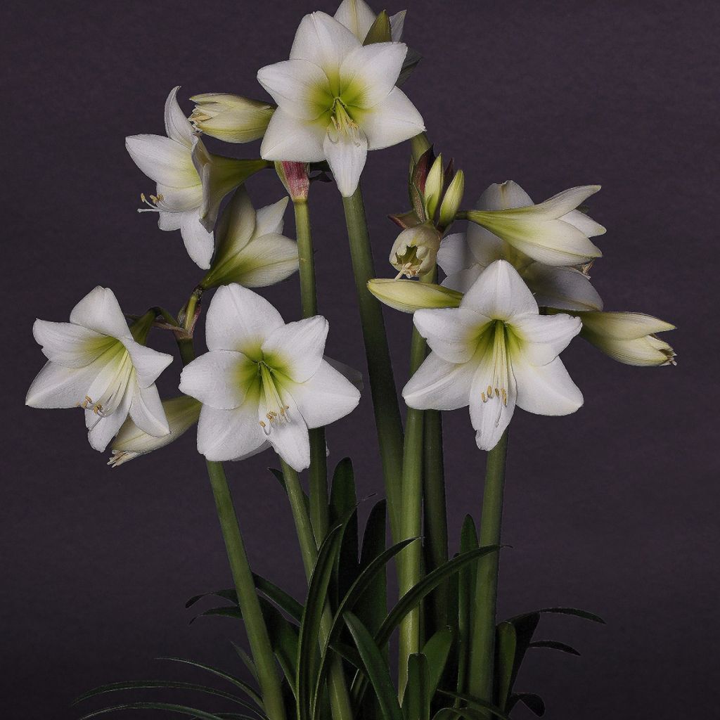Amaryllis pluriflore White Garden - Hippeastrum 