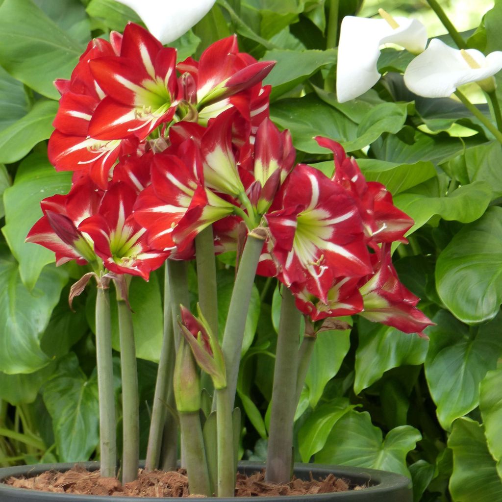 Amaryllis sonatini Balentino - Hippeastrum rustique à simples rouge vif