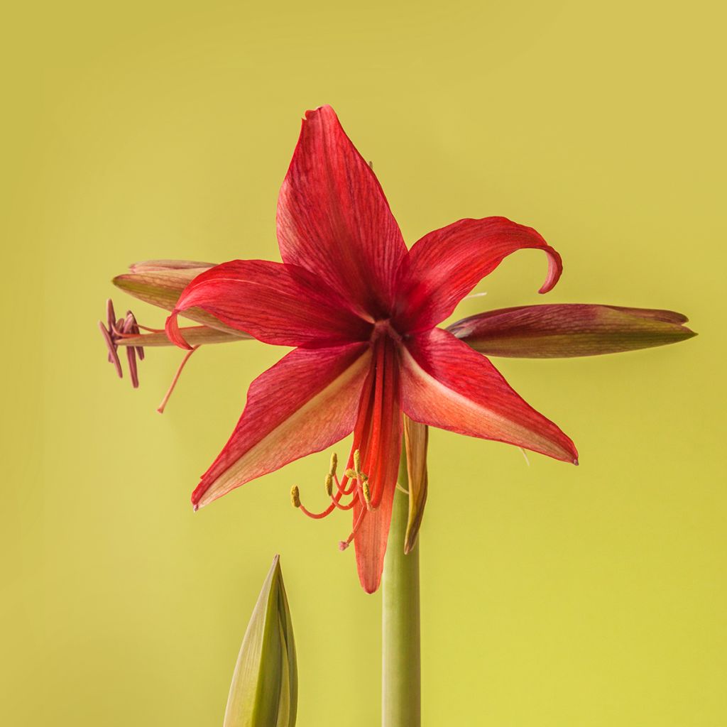Amaryllis Cybester Bogota