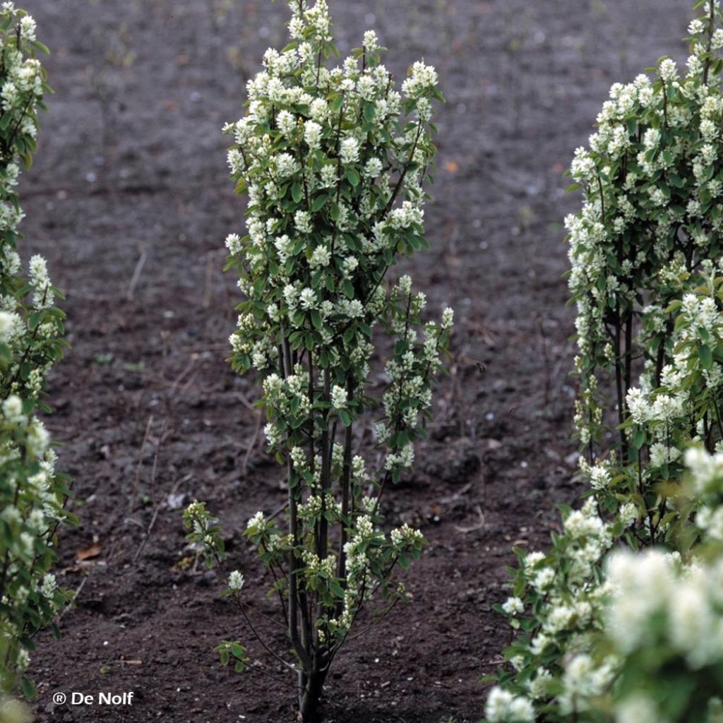 Amelanchier alnifolia Obelisk