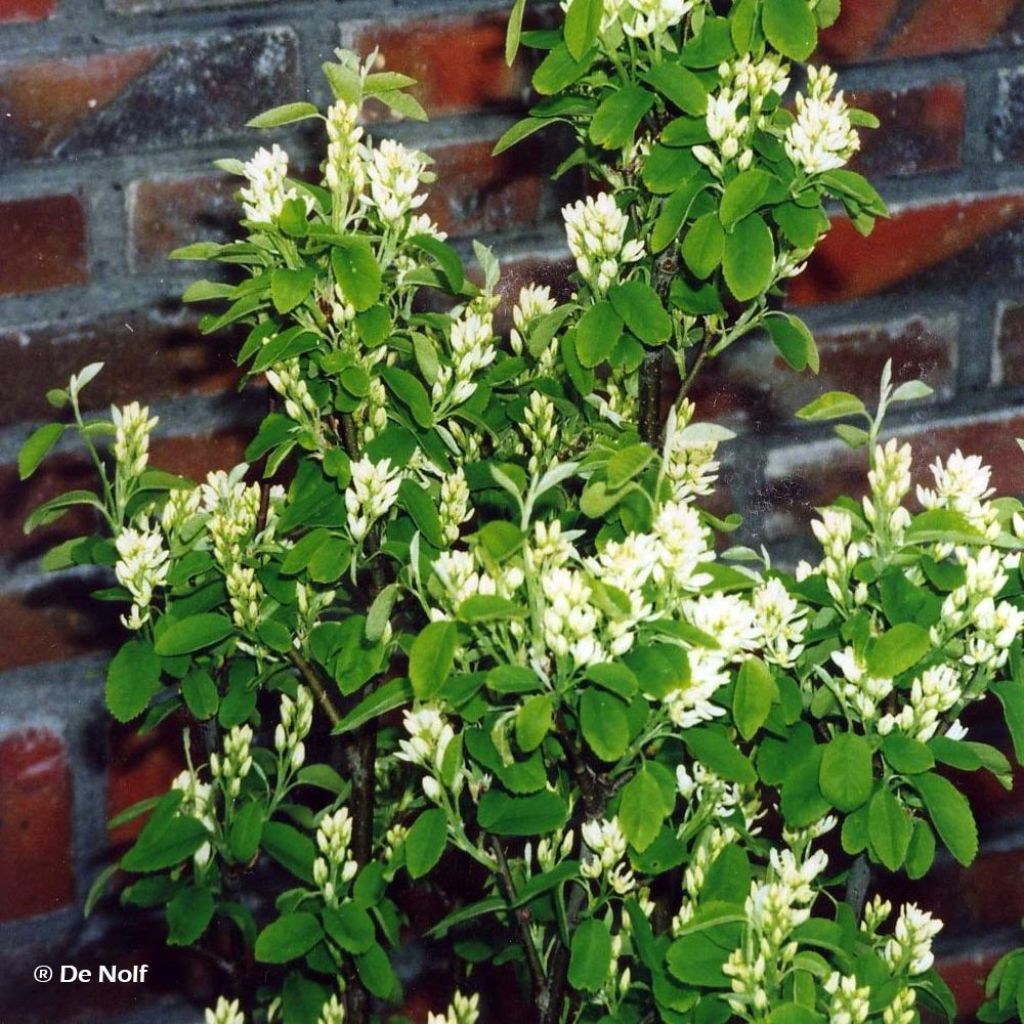 Amelanchier alnifolia Obelisk