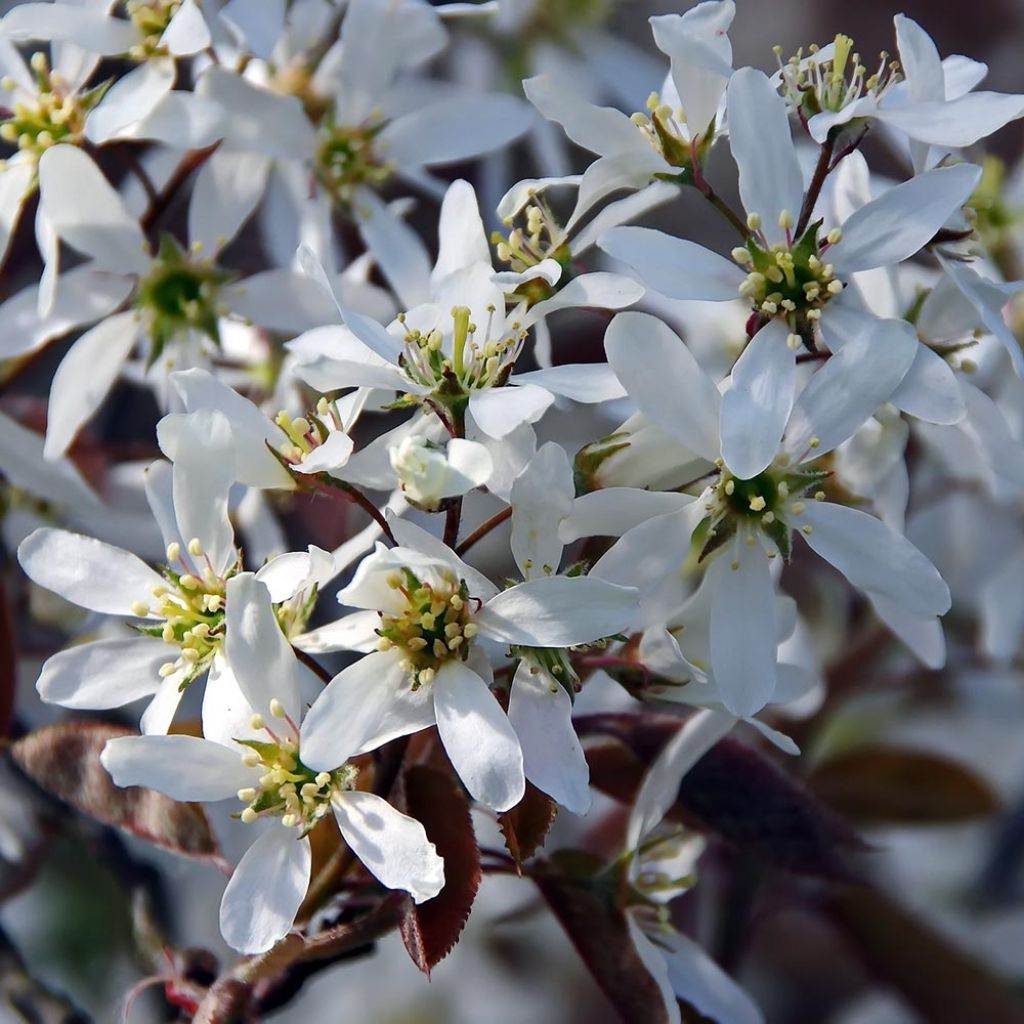 Amelanchier canadensis - Amélanchier du Canada