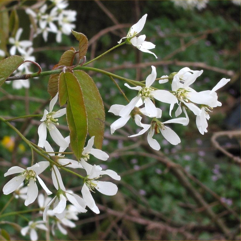 Amelanchier canadensis - Amélanchier du Canada