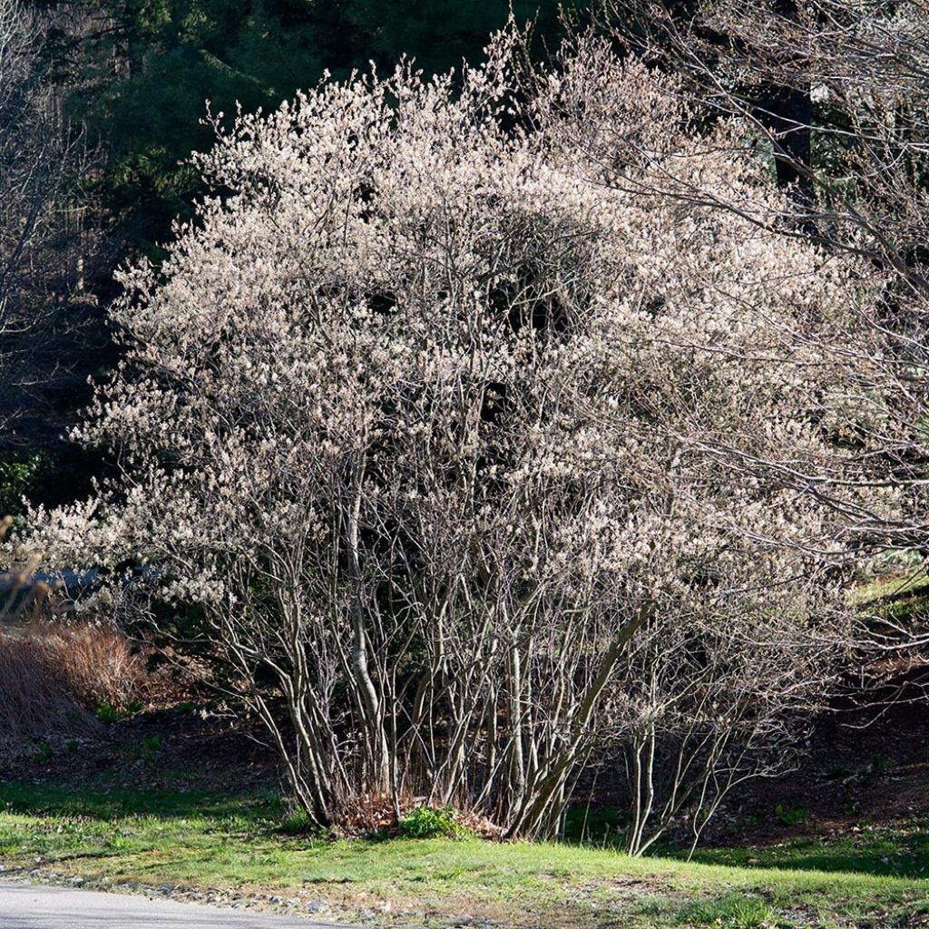 Amelanchier canadensis - Amélanchier du Canada