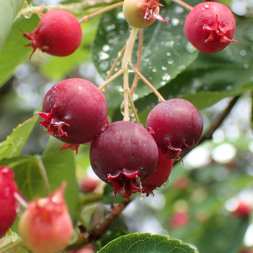 Amelanchier canadensis - Amélanchier du Canada