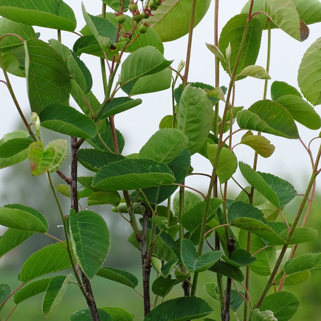 Amélanchier en épis - Amelanchier spicata