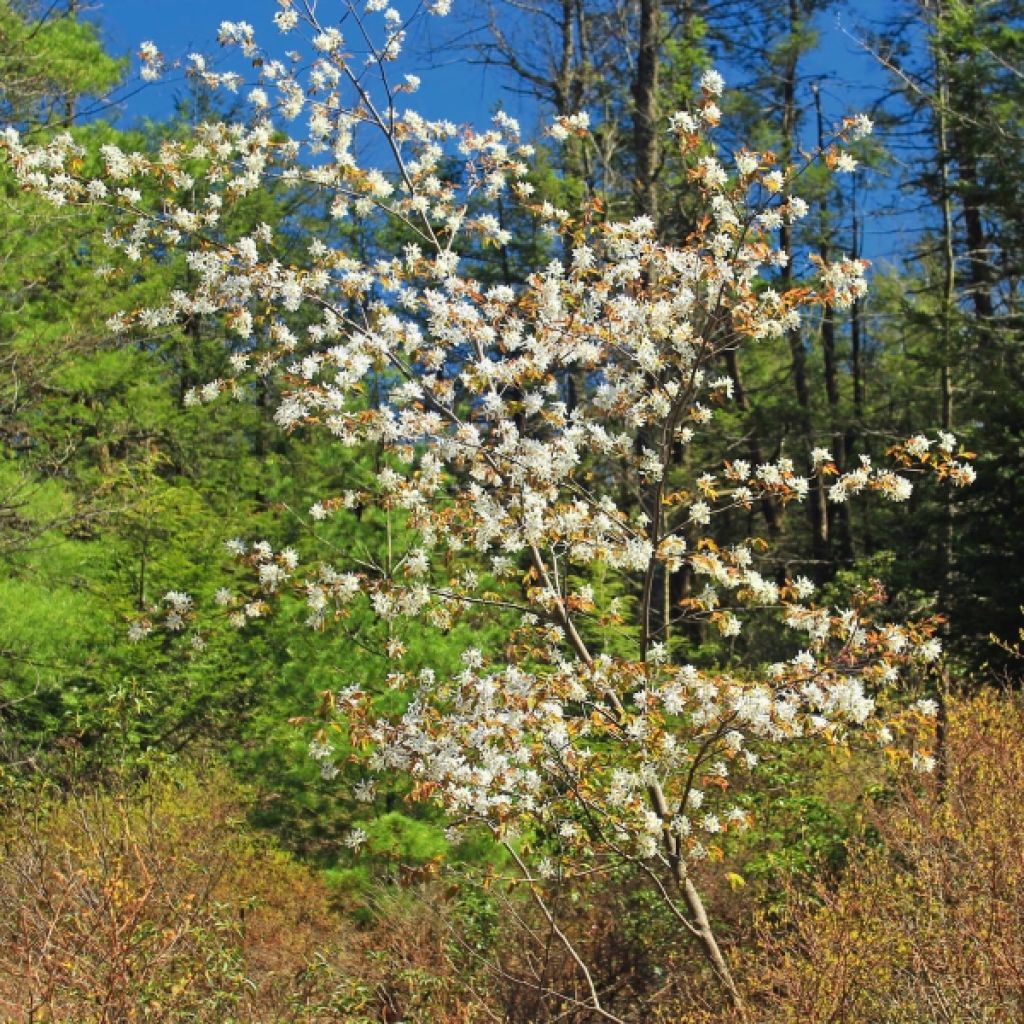 Amélanchier en épis - Amelanchier spicata